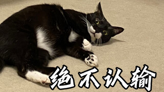 小猫咪的胜负欲怎么这么强！