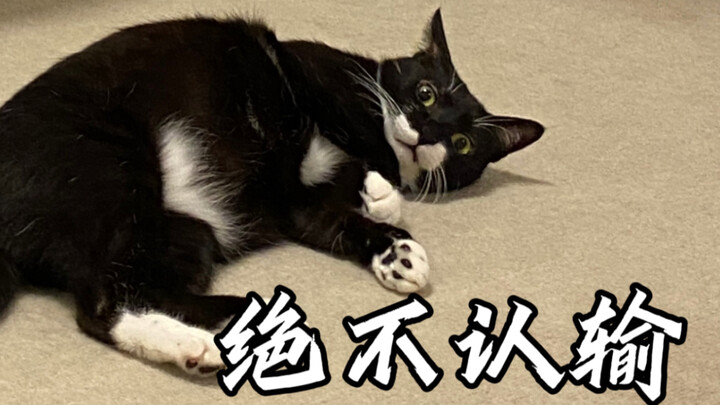 Napsu untuk menang kucing kecil ini kok kuat banget!