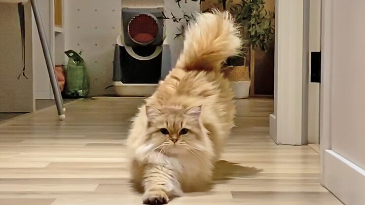 Mèo Xiêm vàng Mochi nửa đêm rủ mẹ kể chuyện bí mật, bị kẹo dẻo Samoyed cố tình phá đám, quá đáng quá