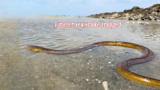 Catching a 1m Sea Snake after the Tide