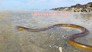 จับงูทะเลขาว 1 เมตร ได้หลังจากโดนคลื่นซัด