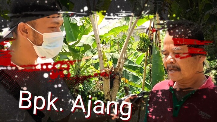 VIRAL Pisang ambon unik