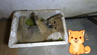 Anjing pertama tidur di kamar majikan, tahan kencing tanpa rewel!