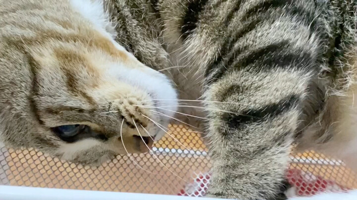 يا جماعة، مجنون بس! سرير القط العلوي والسفلي هههه