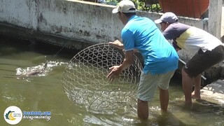 Dùng Bội Gà Khổng Lồ Để Vớt Cá Khủng | Hội Ngộ Miền Tây - Tập 245