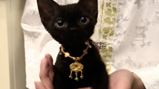 Ông trùm dầu mỏ Trung Đông dẫn theo vệ sĩ nhỏ bé giống cục than đen đáng yêu của mình