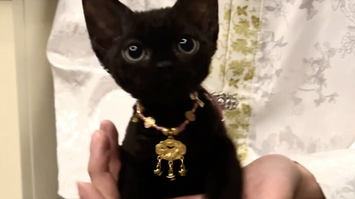 Middle Eastern oil tycoon brings along his adorable little Devonshire bodyguard, a cute black coal b