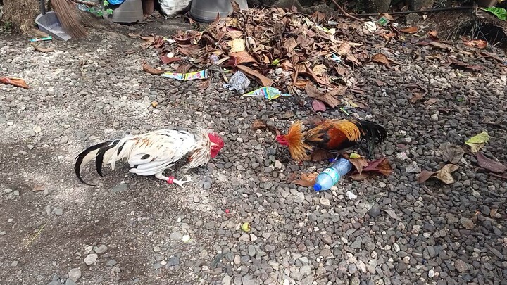 Leiper Grey x White Kelso VS Navajero Gilmore