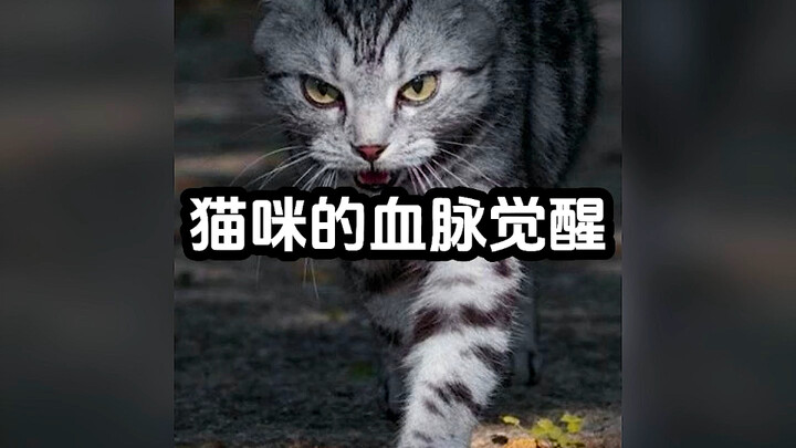 猫抓老鼠的高能时刻，果然猫咪对老鼠是有血脉压制的，