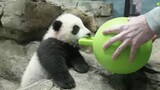 [Panda] Xiao Qiqi saat live