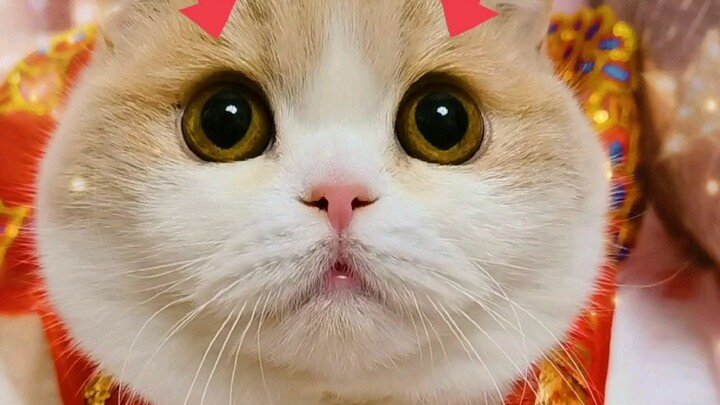 Anakku semakin mirip kucing～