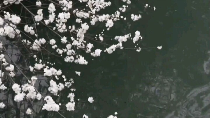 “Chỉ lặng nhìn em thế này, làm anh buồn rầu biết bao…”