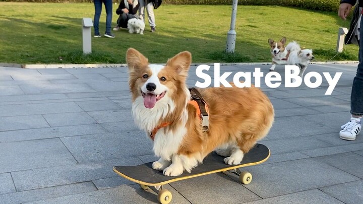 Today’s dose of happiness: a goofy corgi tries skateboarding for the first time.