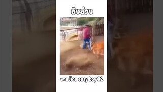 สัตว์โลกกวนตีน เเมวพูดได้ #short #easyboy #พากย์นรก #เเมวตลก #เเมวฮาๆ #คลิปตลก