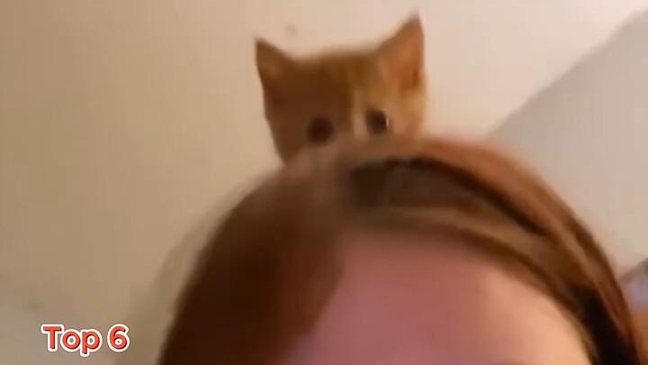 Ranking Cutest Kitten Moments