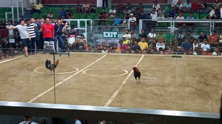 LA GALLERA DE CAGAYAN 6COCK MAYOR FERDIE TRINIDAD PROMOTION RJMTIAONG VS PATRICK ANTONIO ✨️👌