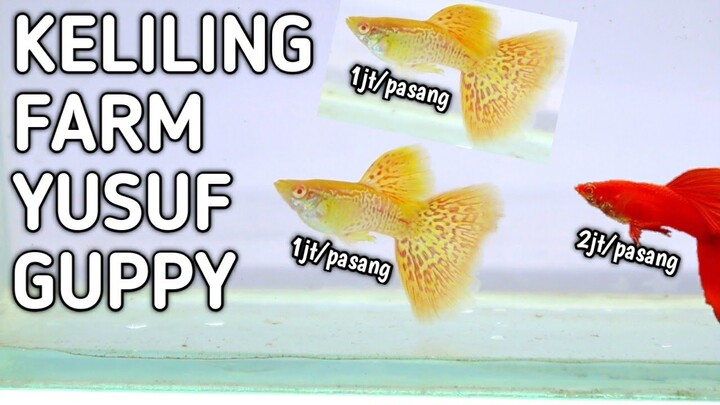 JENIS IKAN GUPPY TERMAHAL DI YUSUF GUPPY