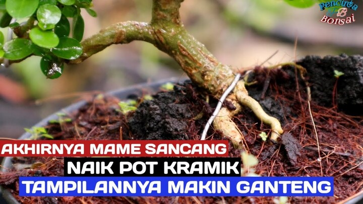 Mame sancang 10 cm program 8 bulanan siap naik pot