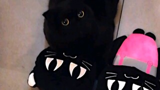 一只黑猫也可以做出这样的表情？太难得了！视频最后黑货的表情…你们还是别看了
