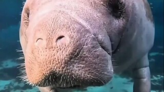 把淡水分给海牛，就能得到萌物贴贴