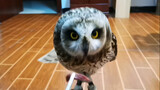 Animals|Short-eared Owl