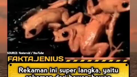 Apakah benar sudah punah?