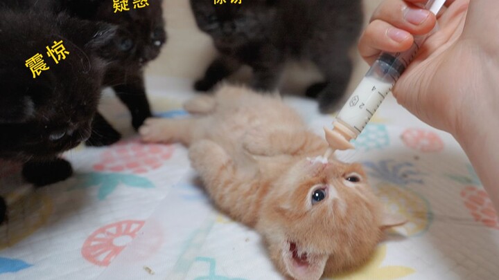 Kucing kecil dari keluarga mana yang suka berbaring sambil minum susu?!