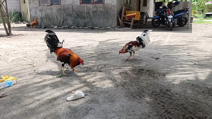 sparring ng mga broodcock.