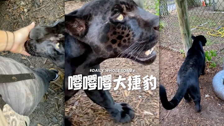 Waaah, the Great Jaguar!