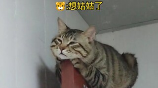 Dù nó có béo đến đâu cũng không thể ngăn cản nó nhảy qua cửa. Phiên bản đầy đủ mà bạn muốn xem đã có