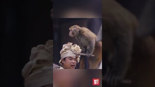 🤣🐔🐴🐒🐍และซื่อจื่อผู้บริสุทธิ์ #ซ่งจู่เอ๋อร์ #songzuer #แดนสนธยาธงพญาอินทรี #novolandeagleflag