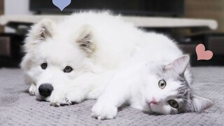 猫和狗能意识到自己是一家人吗？