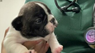 No matter what kind of baby, they don't like to take medicine.