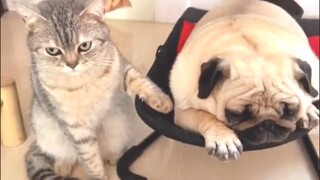 Tik Tok Chó Mèo Hài Hước và Dễ Thương Nhất Thế Giới - Funny Cats and Dogs #15