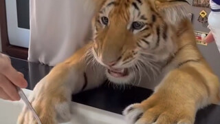 Tiger's food was seasoned, and the child was very anxious.