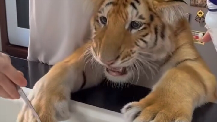Tiger's food was seasoned, and the child was very anxious.