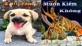 Dương KC | Bông Bé Bỏng Ham Ăn #7 | chó thông minh đáng yêu | funny cute smart dog pets Thú Cưng TV