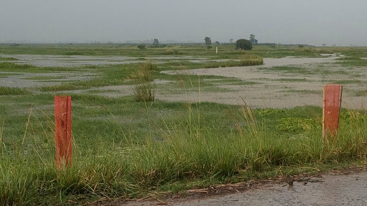 Rain