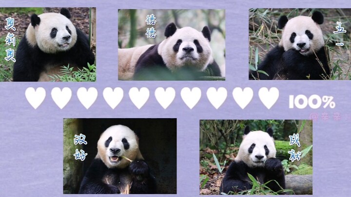 【Giant Pandas】The “Golden Bachelors” of the Valley of No Return—whom will you choose?