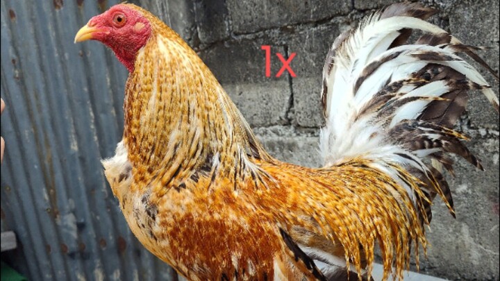 Win π (Partida Kanan)