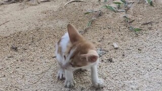 Seekor kucing liar lapar hingga tidak bisa berdiri.