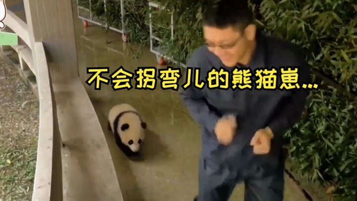 A panda cub that can’t turn corners...