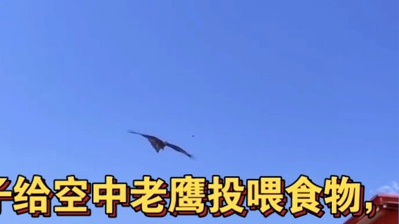 A man fed an eagle in the sky and received a surprise "thank you gift"! Netizens: So spiritual