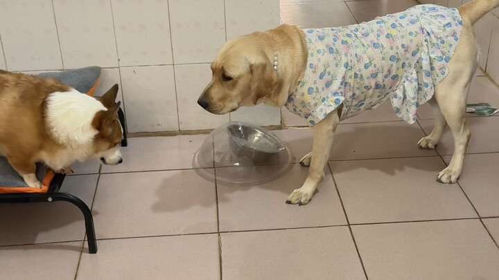 Chó: Xong rồi, hôm nay không được ăn cơm nữa.