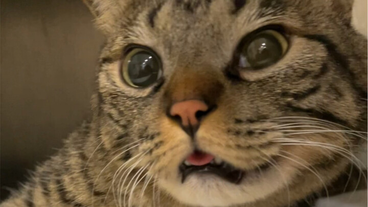 Quick, help me check if this little kitten is broken