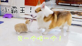 Professional little puppy, biting heaven and earth—better to bite the wrong one than let any slip by