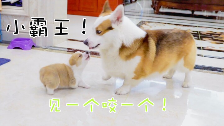 كلب حليب صغير محترف، يعض السماء والأرض، يفضل العض خطأً على تفويت الفرصة!