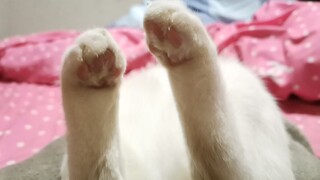 Just thinking about little cats all over the country having their paws squeezed like this makes me l