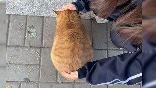 Big orange special, many cute big oranges