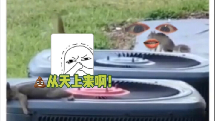 หนูน้อยอย่างฉัน โดนขี้ร่วงใส่หัวเลย!